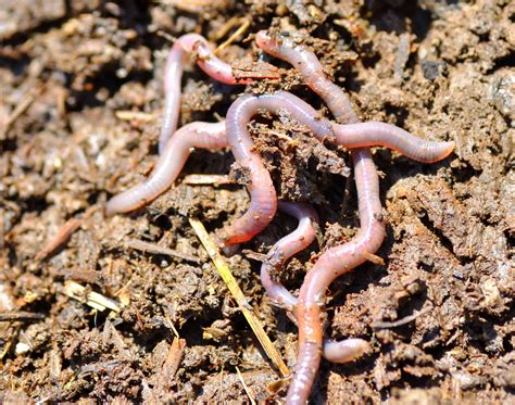 Beginner's Guide to Magic Worm Farming: Tips and Tricks